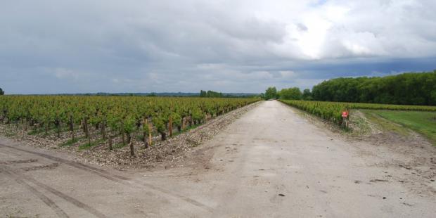 Ces chemins d'exploitation, ne laissant pas de place au végétal, valorisent moins la vigne que les routes aux bords enherbés - Margaux 