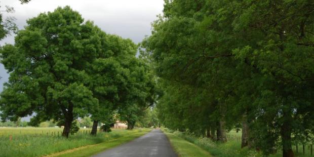 Les alignements au long des routes (ici la D105) forment des éléments importants du paysage des marais - Margaux 