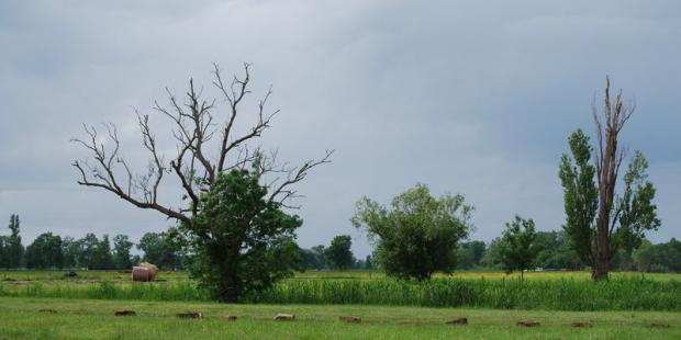Un renouvellement des haies est nécessaire pour une partie des marais - Cantenac 