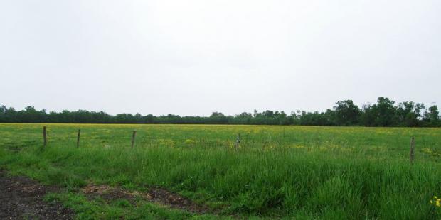 Des lisières sombres accompagnent les vastes prairies des marais - Ludon-Médoc 