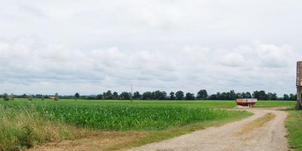 Juste au nord du village, la maïsiculture domine sur le bourrelet alluvionnaire - Saint-Louis-de-Montferrand