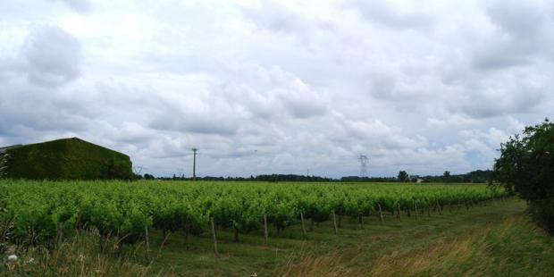 Au nord de Saint-Vincent-de-Paul, la vigne s'implante en rive gauche de la Dordogne 