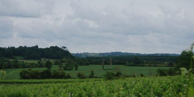 Dans la plaine viticole, la végétation souligne le réseau des fossés drainants 