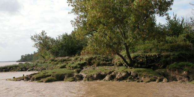 Le reflux dégage d'amples vasières, à l'interface de la terre et des eaux - Saint-Vivien-de-Médoc 