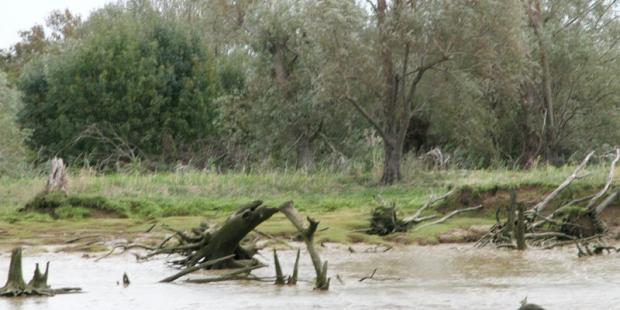 L'instabilité des berges génère des milieux très particuliers 