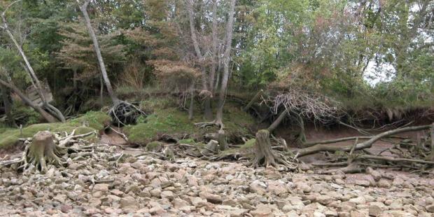 L'enracinement des arbres ne résiste pas à l'érosion - Île Verte
