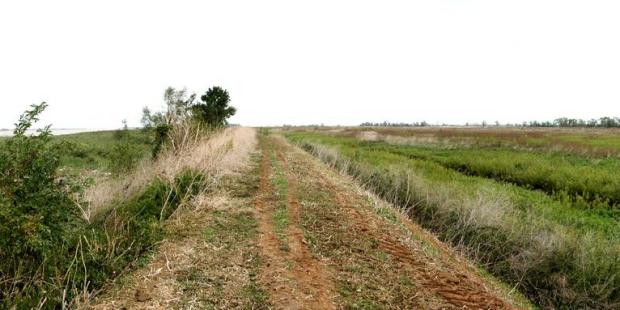 Les anciennes terres céréalières de l'Île Nouvelle voient les milieux naturels se reconstituer