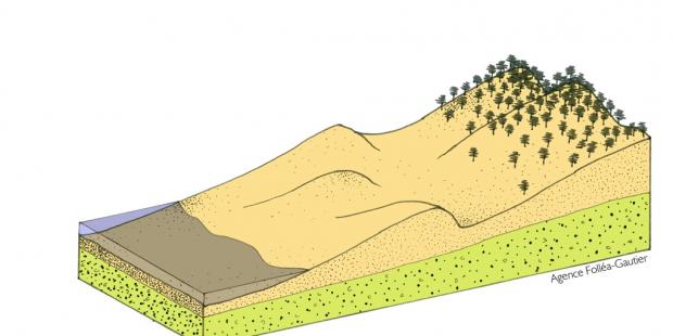 Les boisements maintiennent ces dunes tandis qu'un cordon plus étroit et plus mouvant apparaît
