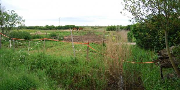 L'étroitesse de la frange végétale en bord de route laisse percevoir les marais voisins à la moindre ouverture - Le-Verdon-sur-Mer 