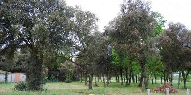 Un boisement peu dense accompagne les habitations, entre Port-Médoc et le marais du Logit - Le-Verdon-sur-Mer