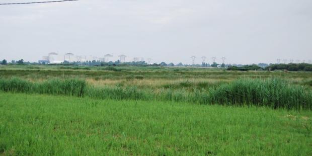 Une gestion régulière est nécessaire pour éviter l'enfrichement - Braud-et-Saint-Louis