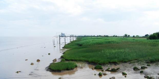 La fréquence de submersion détermine la végétation des berges - Saint-Ciers-sur-Gironde