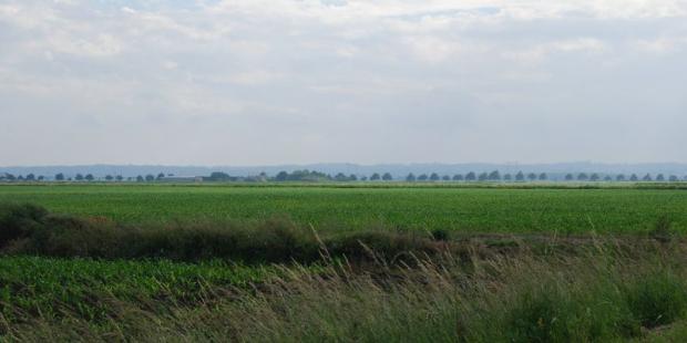En signalant une route, et donc un canal, cet alignement au loin laisse percevoir la structure du paysage - Saint-Ciers-sur-Gironde 