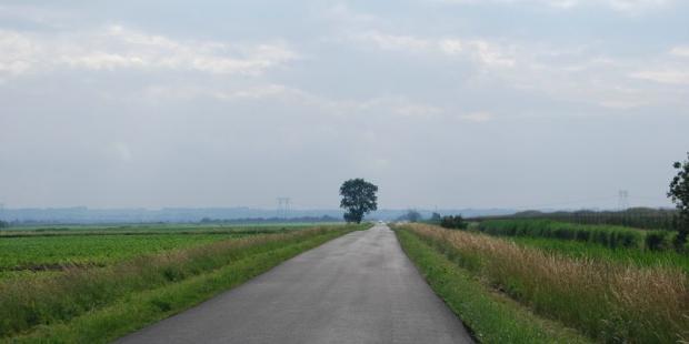 Les arbres isolés sont immédiatement remarquables, et prennent un rôle de point de repère - Saint-Ciers-sur-Gironde 