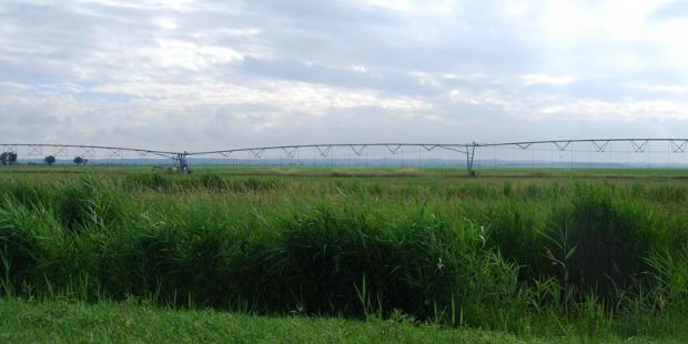 De longues rampes d'irrigation surplombent souvent les parcelles céréalières : les cultures nécessitent ici des apports conséquents - Saint-Ciers-sur-Gironde