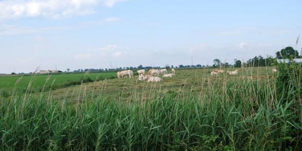 Les marais sont encore partiellement pâturés - Saint-Ciers-sur-Gironde