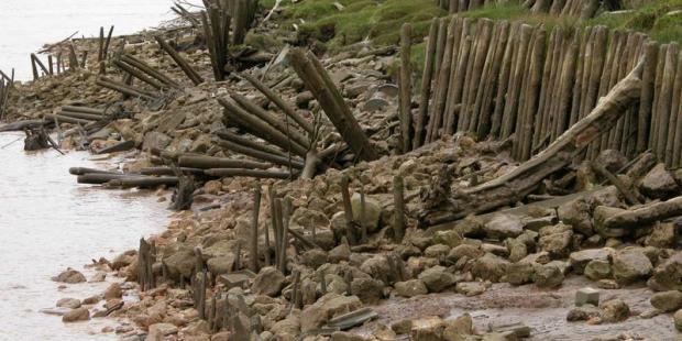 Une végétation spécifique se développe au pied des digues - Île du Nord
