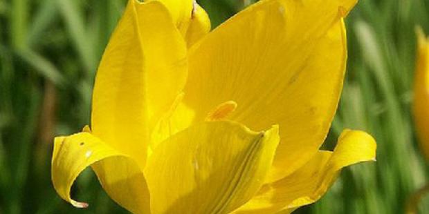 la tulipe des bois - (Tulipa sylvestris)