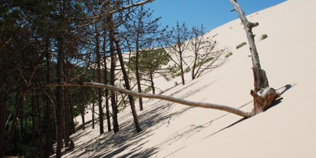 Pins en cours d'ensablement par la dune du Pyla