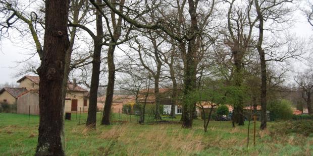 Ces boisements conservés forment une lisière végétale à ce quartier pavillonnaire, mais aussi un espace public 'naturel' accessible - Artigues-Près-Bordeaux