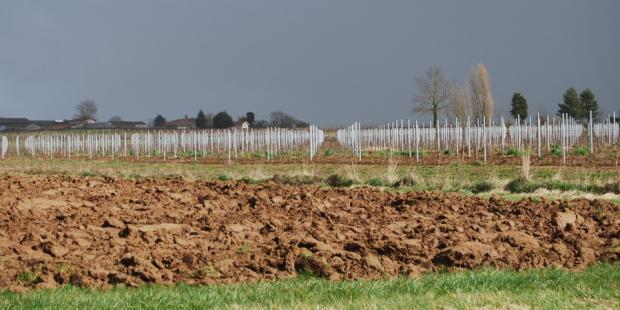 La présence des piquets en aluminium peut apparaître bien plus marquée que les pieux de robinier traditionnels et changer l'équilibre des paysages viticoles girondins - Ladaux 