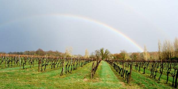 Rencontre du soleil et de la pluie sur les vignes, Frontenac