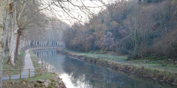 La piste verte aménagée au bord du canal latéral à la Garonne permet de découvrir ce patrimoine majeur en cheminant au pied des alignements de platanes majestueux - Castets-en-Dorthe 