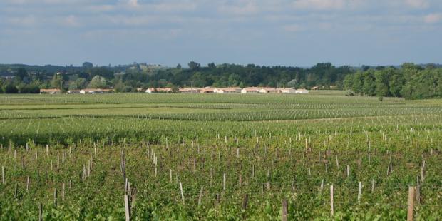 L'impact visuel des lotissements banalisants est ici accentué par la grande ouverture des terres viticoles et l'absence d'accompagnement végétal du bâti - Teuillac 
