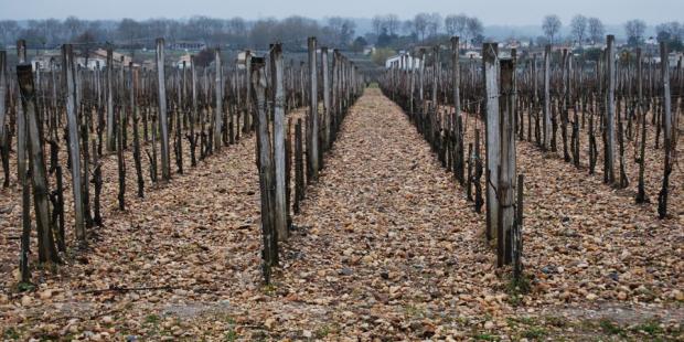 Les sols de graves participent de la qualité du vin et caractérisent certains paysages viticoles - Pomerol 