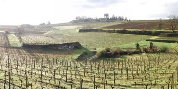 Terrassements, talus et murets ont permis de planter de pieds de vignes la quasi-totalité du coteau nord de la Dordogne - Saint-Emilion 