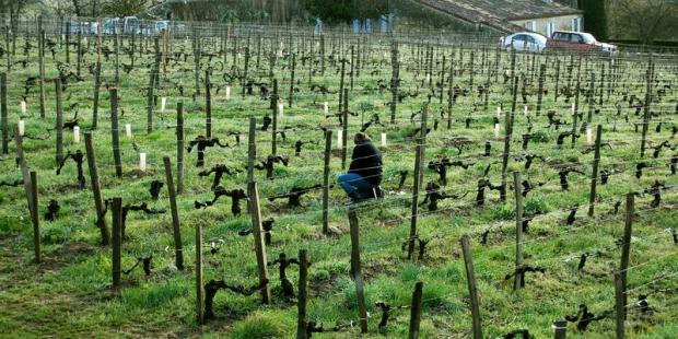 Même si la mécanisation prend une place de plus en plus importante, la vigne reste une culture exigeante, et les soins qui lui sont portés en font un paysage habité - Saint-Laurent-des-Combes 