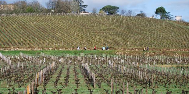 Les terroirs viticoles offrent des cadres de promenade agréables - Saint-Christophe-des-Bardes 