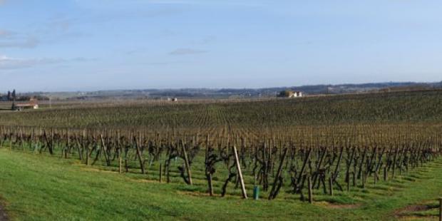 L'omniprésence de la vigne dessine de larges horizons presque exclusivement viticoles - Saint-Hippolyte