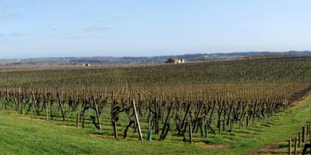Certains terroirs présentent une continuité de vignes quasi-ininterrompue, Saint-Genès-de-Castillon