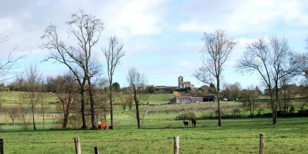 Au fond des vallons du plateau de Saint-Emilion, la vigne cède la place à l'élevage, Saint-Christophe-des-Bardes 