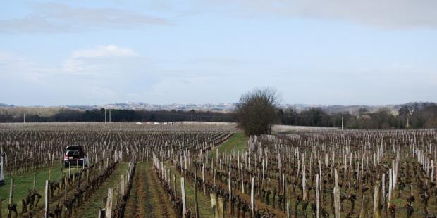 Le paysage hivernal des vignes garde un impact fort par la présence des piquets de robinier - Saint-Philippe-d'Aiguille