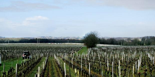 Sur le plateau viticole, les frondaisons sombres dépassent des vallons, révélant leur occupation différente, Saint-Philippe-d'Aiguille 
