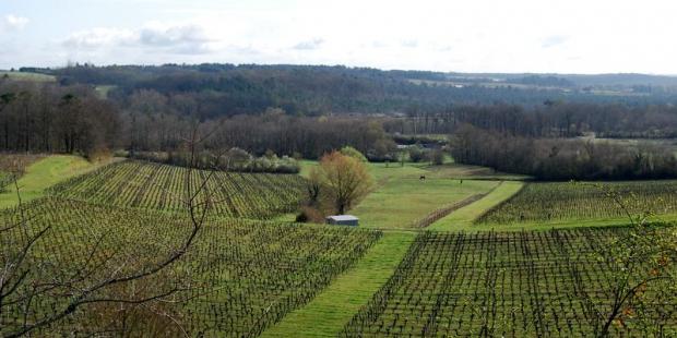 Boisements et pâtures dans les vallons apportent une variété bienvenue dans les paysages viticoles du plateau de Saint-Emilion, Gardegan-et-Tourtirac 