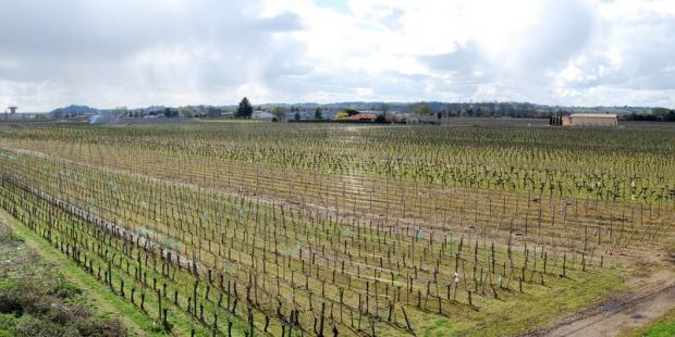 Dans le Pomerol, monoculture viticole à perte de vue, Lalande-de-Pomerol
