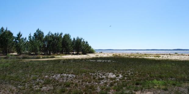 De larges zones humides s'étendent à l'est des grands lacs médocains, Lacanau