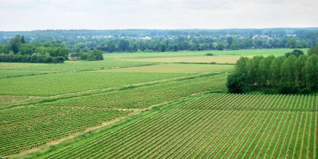 Depuis les coteaux de la Garonne, la monoculture viticole s'impose dans la vallée, Langoiran
