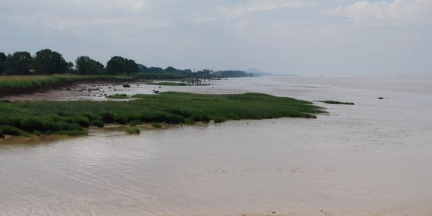 Le domaine de l'estran dessine sur les rives de l'estuaire des horizons complexes, marqués par la végétation du schorre - Saint-Ciers-sur-Gironde 