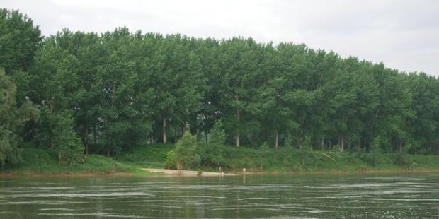 Les paysages de Hure, en rive gauche, sont occultés par les plantations - Bourdelles 