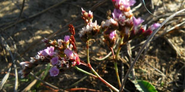 Atlas des paysages - Statice