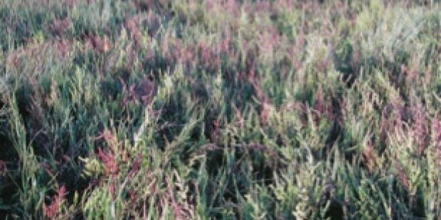 Atlas des paysages - Salicorne