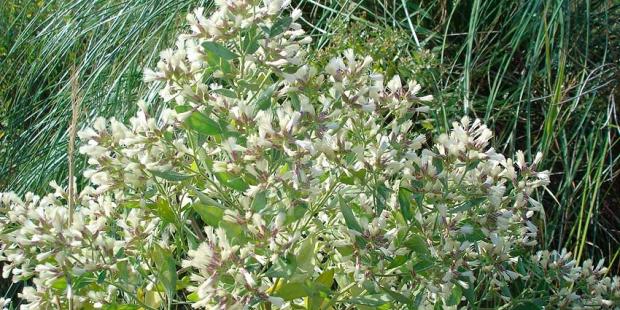 Atlas des paysages - Baccharis