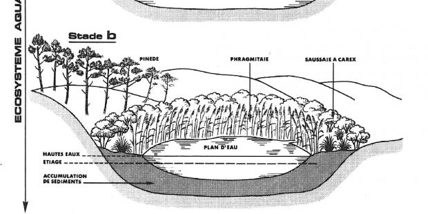 L'évolution naturelle des plans d'eau littoraux, étape 1 : écosystème aquatique 