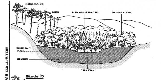L'évolution naturelle des plans d'eau littoraux, étape 2 : écosystème palustre 