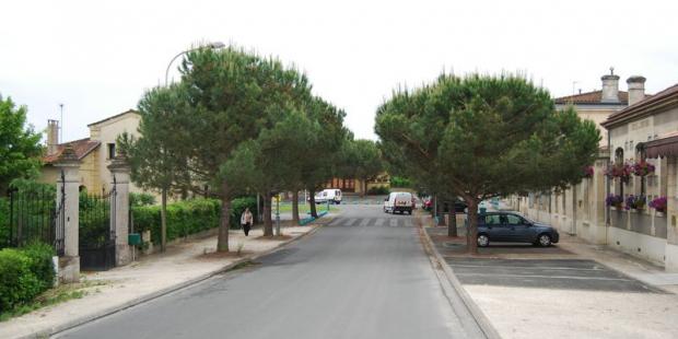 Les pins qualifient et organisent l’espace public - Saint-Médard-d’Eyrans
