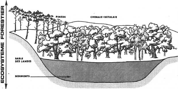L'évolution naturelle des plans d'eau littoraux, étape 3 : écosystème forestier 